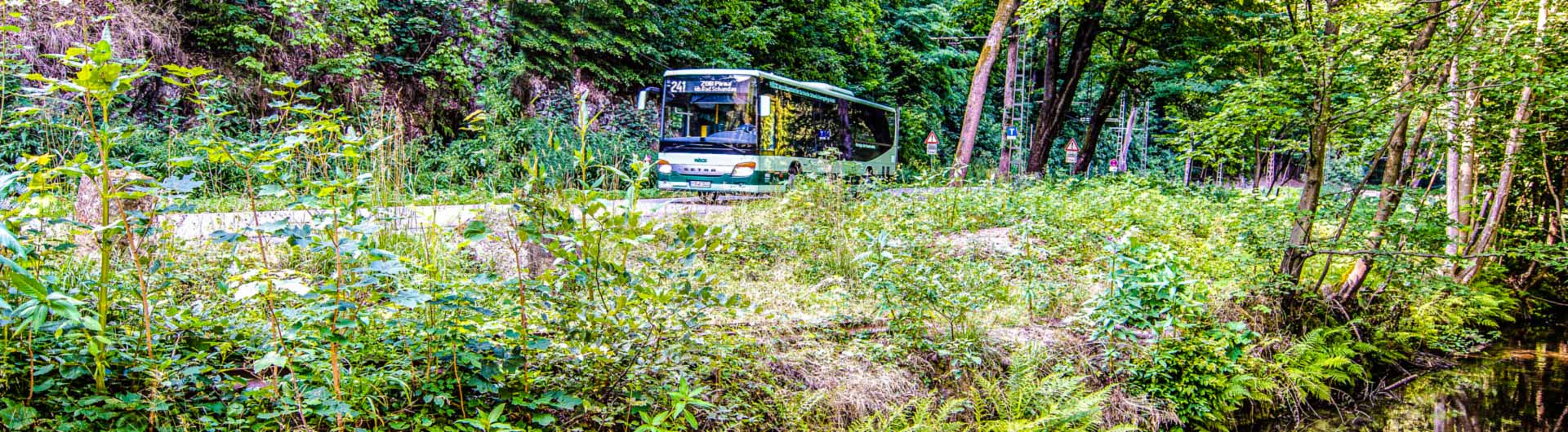 Bus im Kirnitzschtal